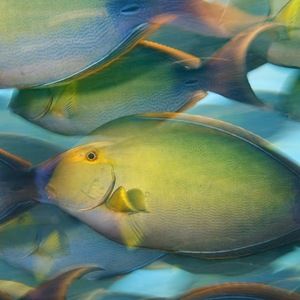 Meet your Posher, Jean anne